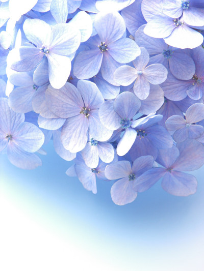 绣球花