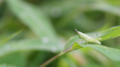 蚱蜢