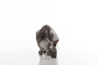 黑色康沃尔郡雷克斯猫坐在白色桌子上沉思。白色背景。肖像。嗅嗅地面