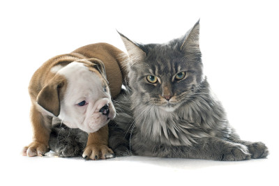 小狗英国斗牛犬和猫