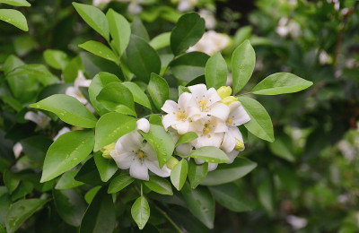 橙色茉莉花在树上开花