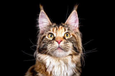 黑色背景上的巨大的缅因猫。