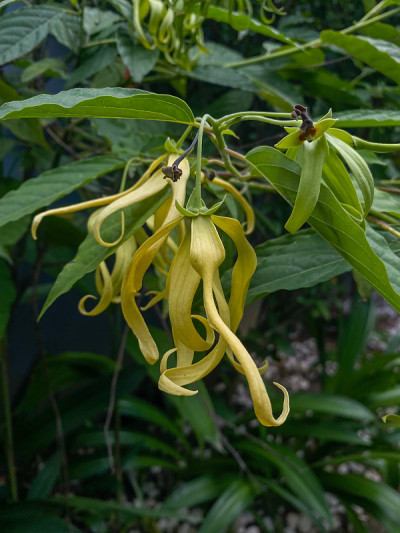 衣兰的花