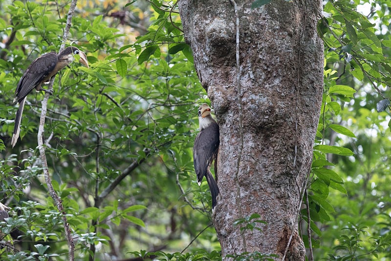 犀鸟:成年奥斯汀棕色犀鸟(Anorrhinus austeni)