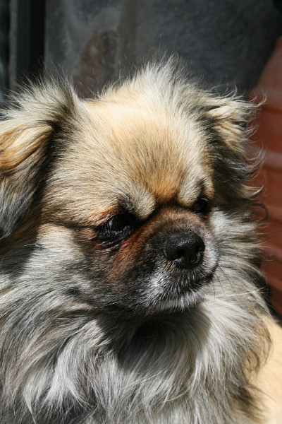 西藏猎犬