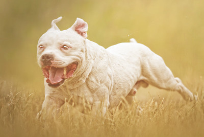 美国斯塔福德梗犬在日落的田野上奔跑飞翔