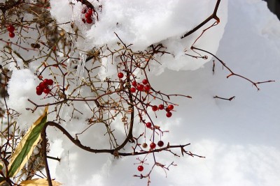 汉拿山，雪景，雪花，