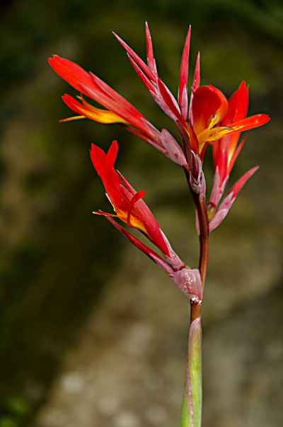 花岛
