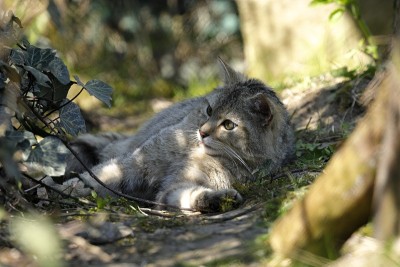 欧洲野猫