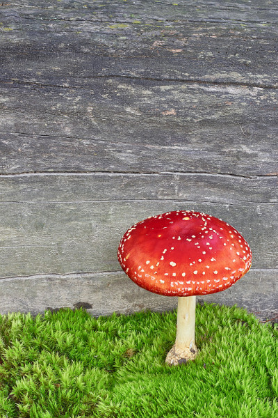 红蘑菇/蝇木耳伞菌在苔藓