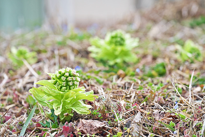 Petasites japonicus