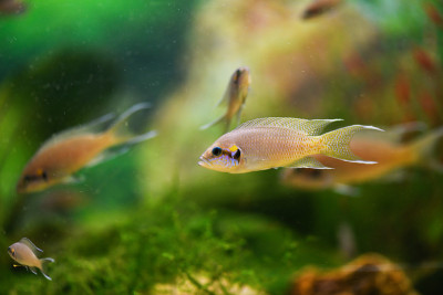 The Princess of Burundi fish swimming in the aquar