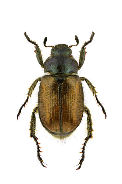 Phyllopertha horticola