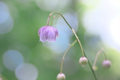 荷花在小雨中绽放