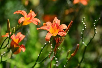 花