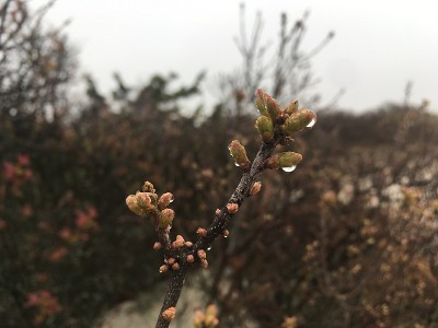 纽约长岛春季多云的早晨。