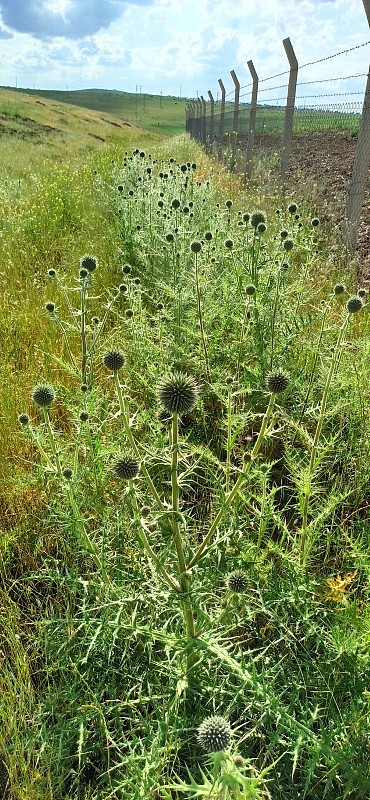 南部globethistle