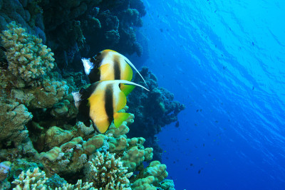 一对红海旗鱼