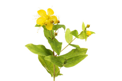圣约翰麦芽汁