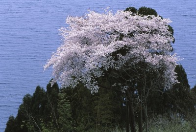 海边的樱花