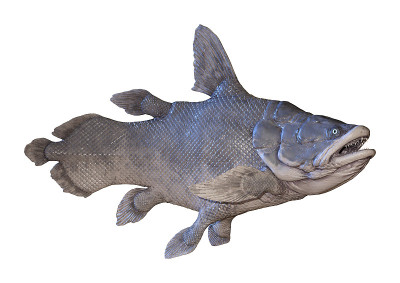 3D插图毛索尼鱼在白色