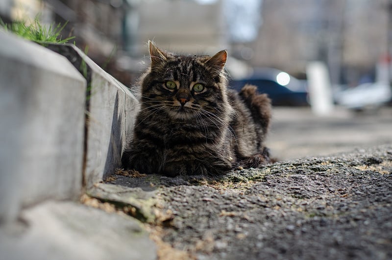 街猫。院子里的斑点猫正在散步。被遗弃的宠物。一个宠物。