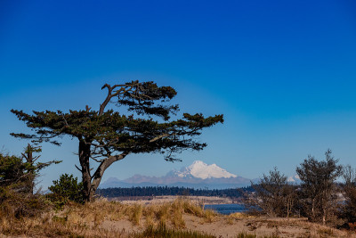老海岸风吹树与山贝克在背景