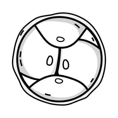 细胞系生物学遗传胚胎细胞分裂