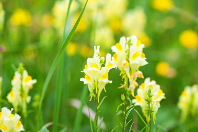 黄色的野花