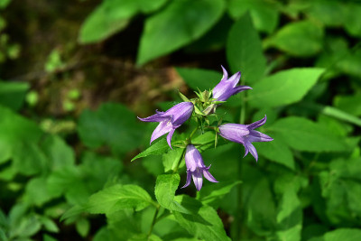 阴天花园里的紫色风铃花(风铃花)