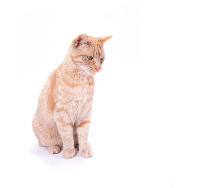 红色的家猫