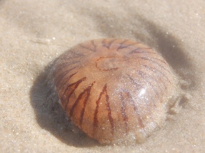 在丹麦北海海岸
