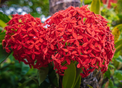Ixora Coccinea