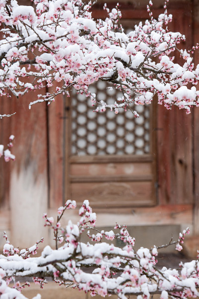 梅花