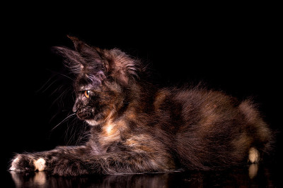 可爱可爱的缅因猫在黑色的背景。