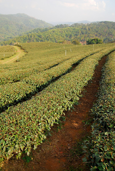 chui Fong Tea Plantation, Doi Mae Salong Chiangrai
