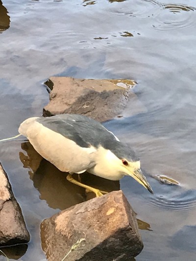 虎尾草
