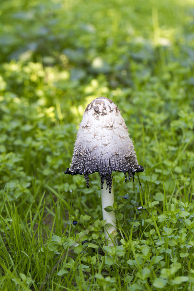 Coprinus comatus