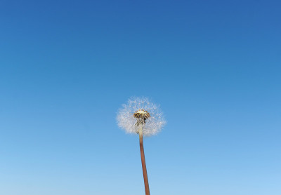 蒲公英的种子在风中飞舞。