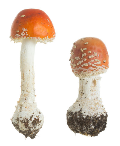 蝇木耳，白背景上分离的鹅膏菌