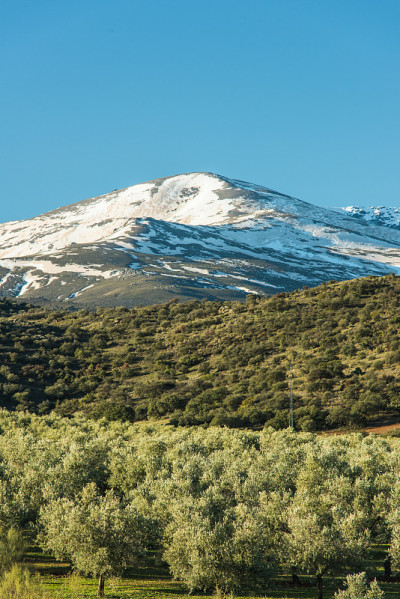 西班牙，橄榄树种植园和内华达山脉雪峰