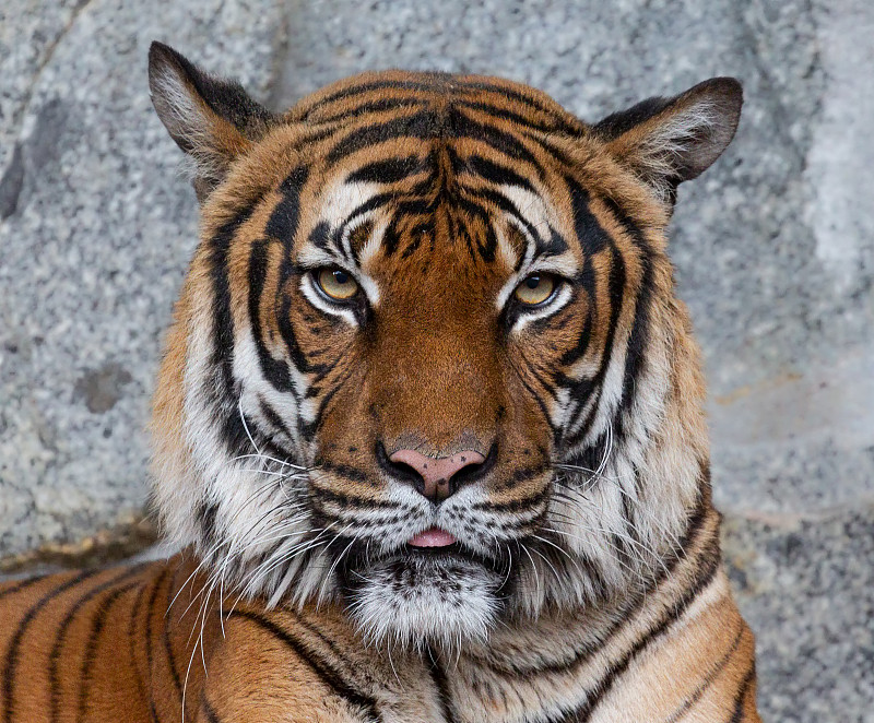 正面特写的印度支那虎(Panthera tigris corbetti)