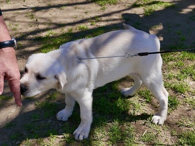 拉布拉多寻回犬小狗