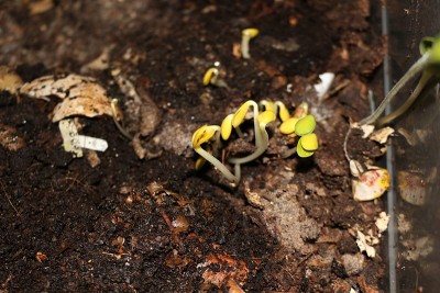 Seedlings sprouting out of a compost pile, likely 