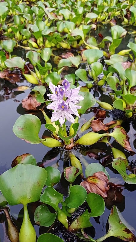 池塘里盛开着紫色的花