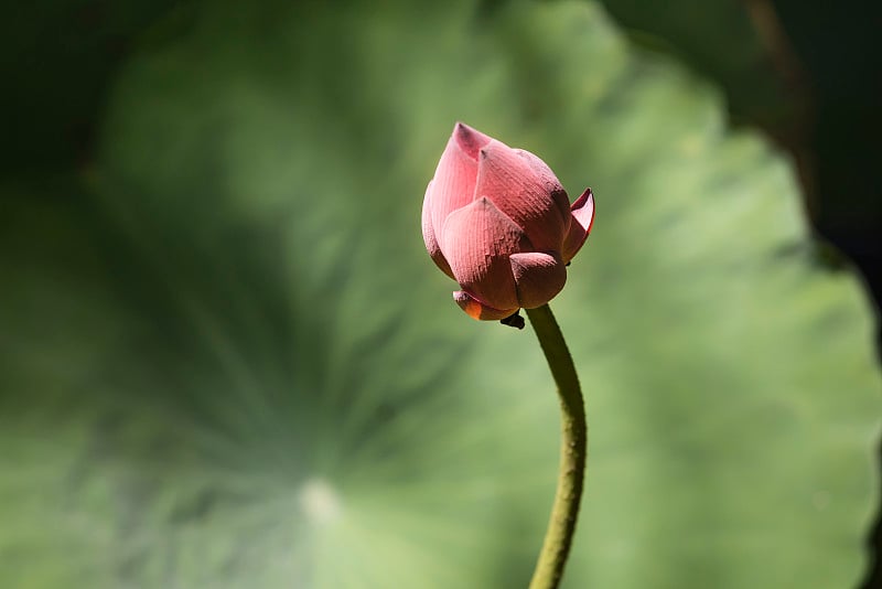 湖上荷花预览效果