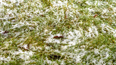 草是第一场雪