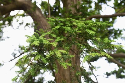 日本torreya