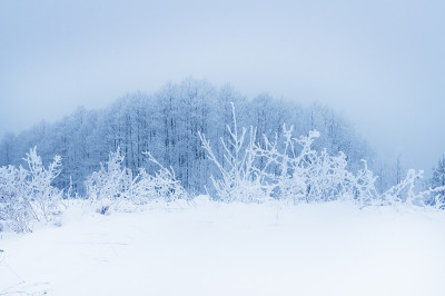 下雪的森林