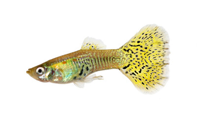 虹鳉是色彩缤纷的彩虹热带水族鱼